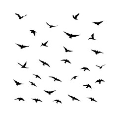 25 Birds: Nature's Colorful Avian Wonders 