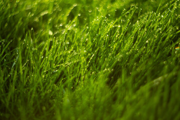 Fototapeta premium Lush, vibrant green grass glistening beautifully under the warm sunlight of a beautiful day