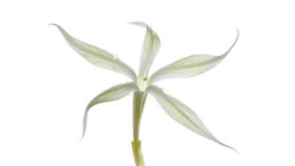 Delicate pale green star shaped flower with slender petals isolated on a stark black background