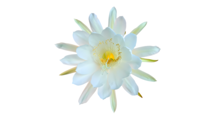 Close up of a delicate white nocturnal blooming cactus flower with yellow center against a stark black background