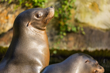 Fototapeta premium pair of California sea lions bask in sun. Zalophus californianus.