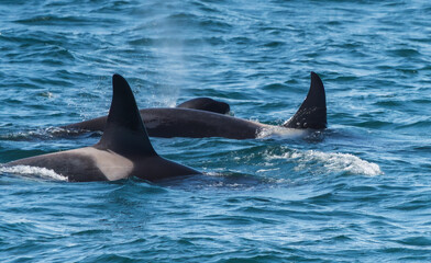 Fototapeta premium Orcas surfacing