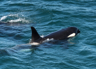 Obraz premium Orcas surfacing