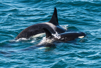 Naklejka premium Orcas surfacing