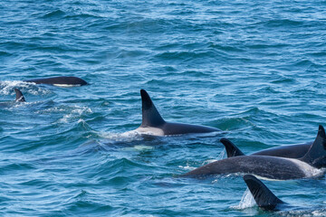 Obraz premium Orcas surfacing