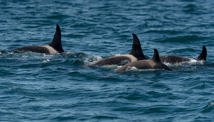 Fototapeta premium Orcas surfacing