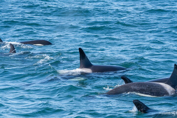 Fototapeta premium Orcas surfacing