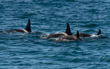 Fototapeta premium Orcas surfacing