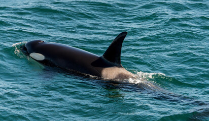 Orcas surfacing