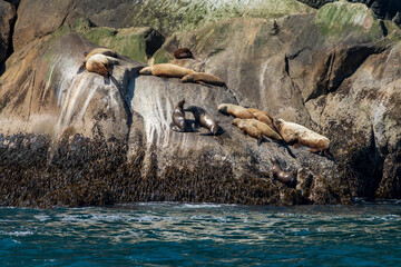Stellar Sea Lion