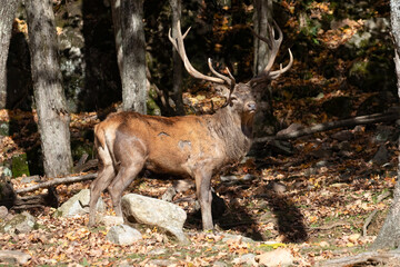 Red Deer Stag in Autumn Forest, Cervus elaphus, Wildlife Photography
