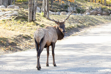 Elk Bull Standing on Forest Path in Autumn Light, Cervus canadensis, Wildlife Photography