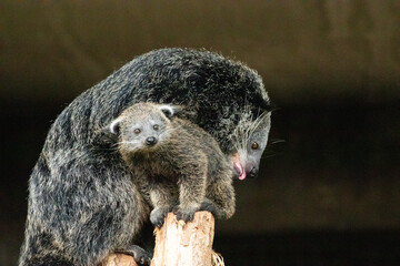 Binturong Arctictis binturong Adult sleeping at the top of a dead tree.
