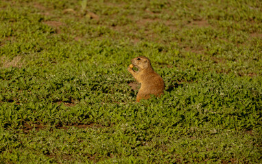 squirrel on the grass