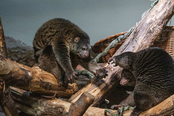 Bear cuscus, Phalanger Maculatus with baby on her back
