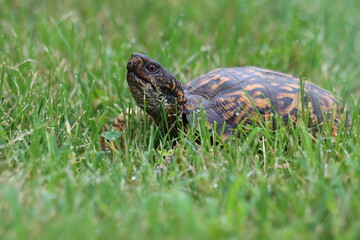 A box turtle walking in grass