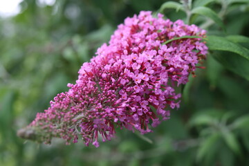 Obraz premium Closeup of pink flowers on a butterfly bush