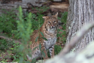Bobcat posing for a portrait 