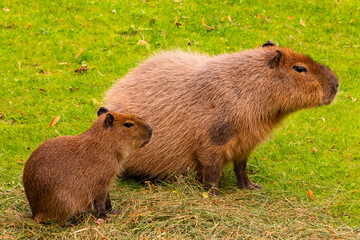 Capybara family standing together on green grass in a natural outdoor setting