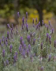 close up of lavender flowers