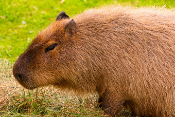 Capybara resting on grass, showcasing its unique features and natural habitat in a serene...