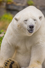 Fototapeta premium Polar bear resting on rocky terrain with lush greenery in the background showcasing natural habitat