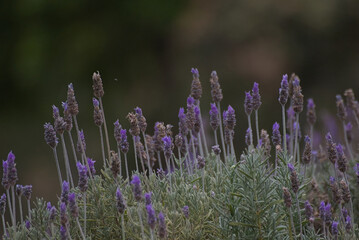 Fototapeta premium close up of lavender flowers