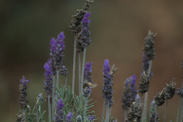 lavender flowers in provence
