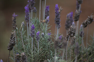 lavender field in provence
