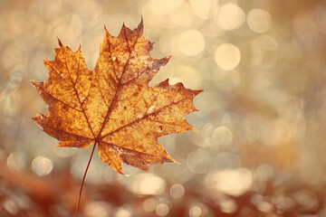Fototapeta premium Detailed Golden Autumn Leaf Standing Against a Soft, Sparkling Bokeh Backdrop