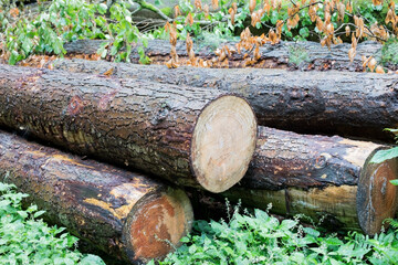 Cut Tree Trunks Lying in Grass in the Forest