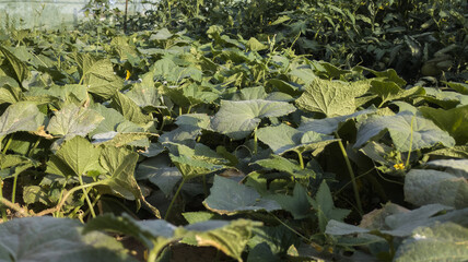 Plantación de pepinos.