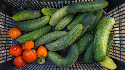 Pepinos y tomates ecológicos recién recolectados.