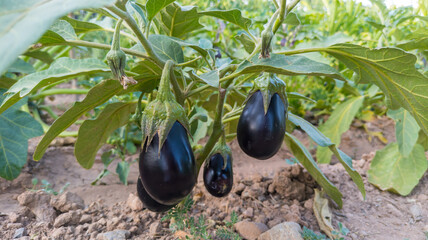 Berenjenas en huerto ecológico sostenible. Plantación rural en verano.
