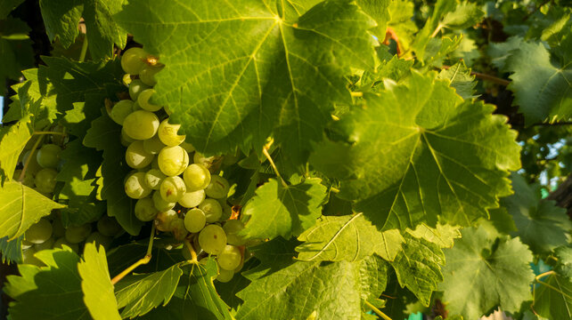 Rama de parra con uvas recibiendo la luz del sol al atardecer.