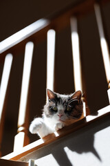 ２階から覗く猫
