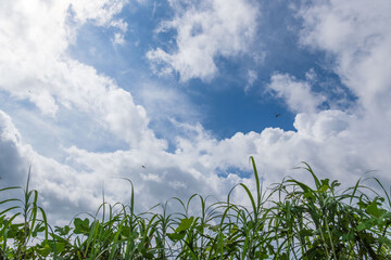 夏の空と雲と夏草と飛び回るトンボ