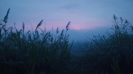 Obraz premium Tall grass with sunrise in a purple and blue landscape