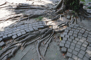 The paving blocks are damaged as tree roots grow underneath, lifting and breaking the brick arrangement, causing uneven surfaces and structural disruption over time.