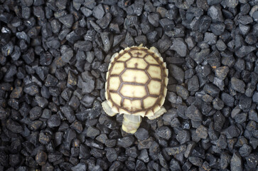 Baby Turtle on Black Gravel Surface