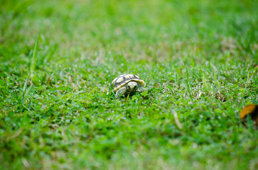 Baby Turtle Walking on Green Grass