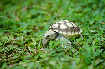 Determined Baby Turtle Taking Its First Steps on Grass