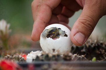 Human Touch: Baby Turtle Yawning in Egg Held by Fingers – Blurred Cactus