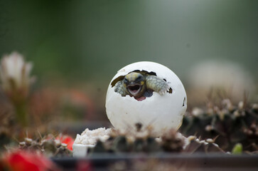 Yawning Baby Turtle in Egg &ndash; Soft Background with Cactus Blur