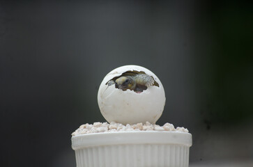 Tiny Turtle in Egg &ndash; Gentle Close-Up with Soft Focus Background