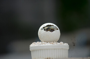 Blurred Background Close-Up of Baby Turtle in Egg