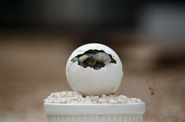 Close-Up of Baby Turtle in Egg with Blurred Background