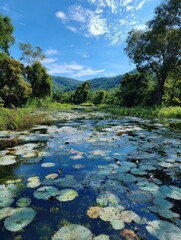 Vibrant blue sky over a serene pond filled with green water lily pads amidst lush tropical foliage and distant hills