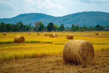 Numerous golden hay bales dot a vast harvested rural landscape with green trees and distant mountains under a blue sky