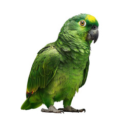 Png of A vibrant green parrot with a striking yellow crown, showcasing vivid feathers and keen eyes.